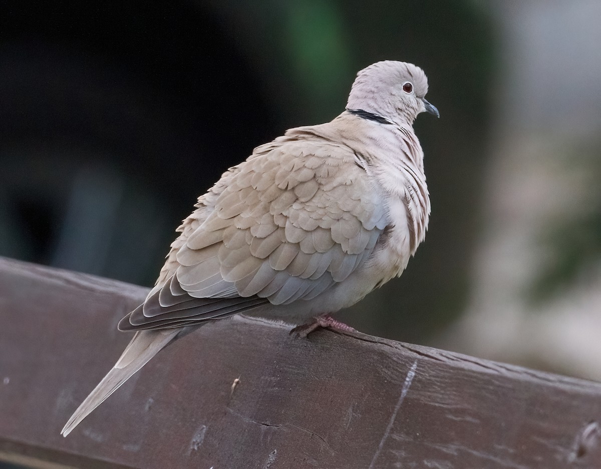 Eurasian Collared-Dove - ML608394898