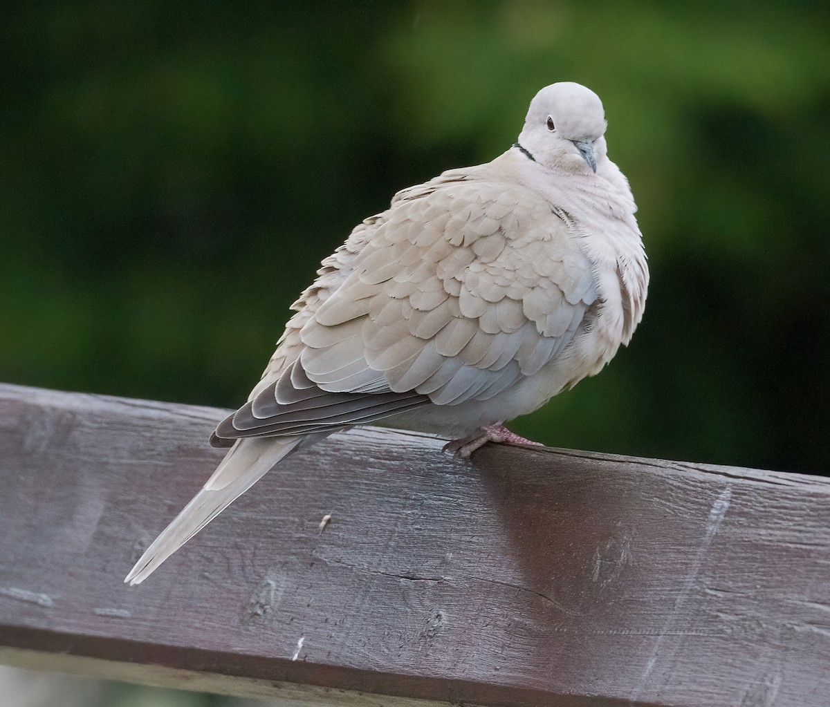 Eurasian Collared-Dove - ML608395026