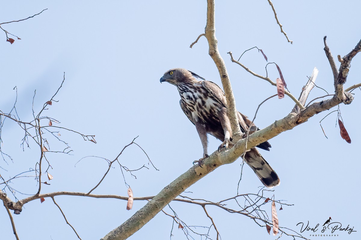 Águila Variable - ML608395298