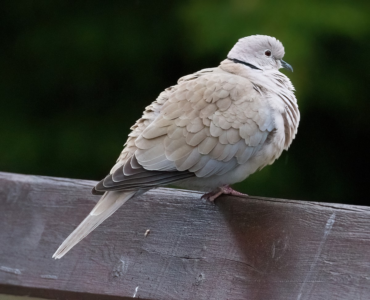 Eurasian Collared-Dove - ML608395412