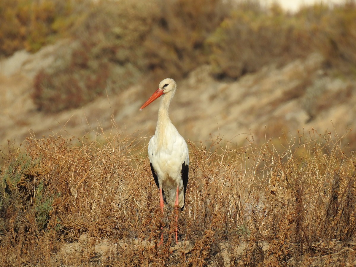 White Stork - ML608396541