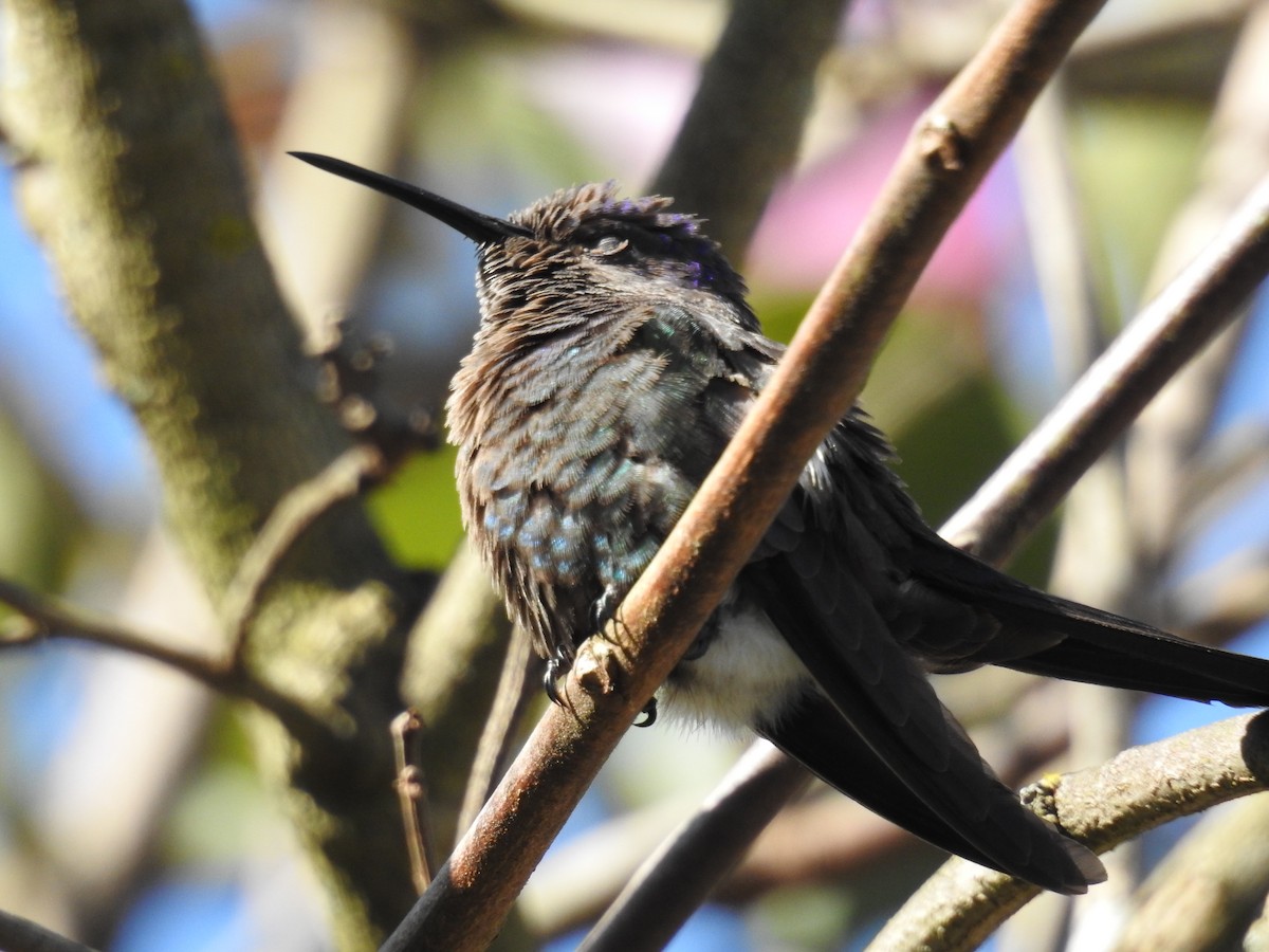 Swallow-tailed Hummingbird - ML608397111