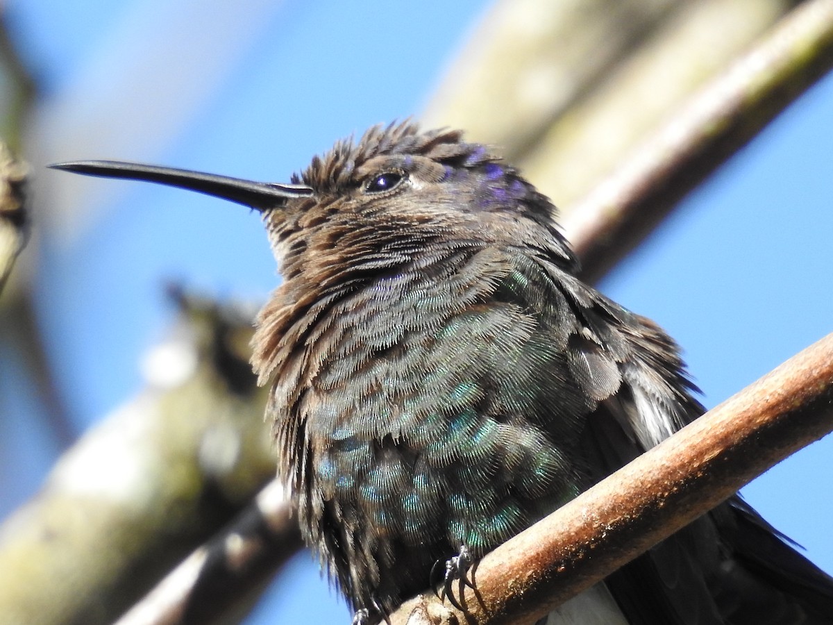 Swallow-tailed Hummingbird - Josi Guimarães