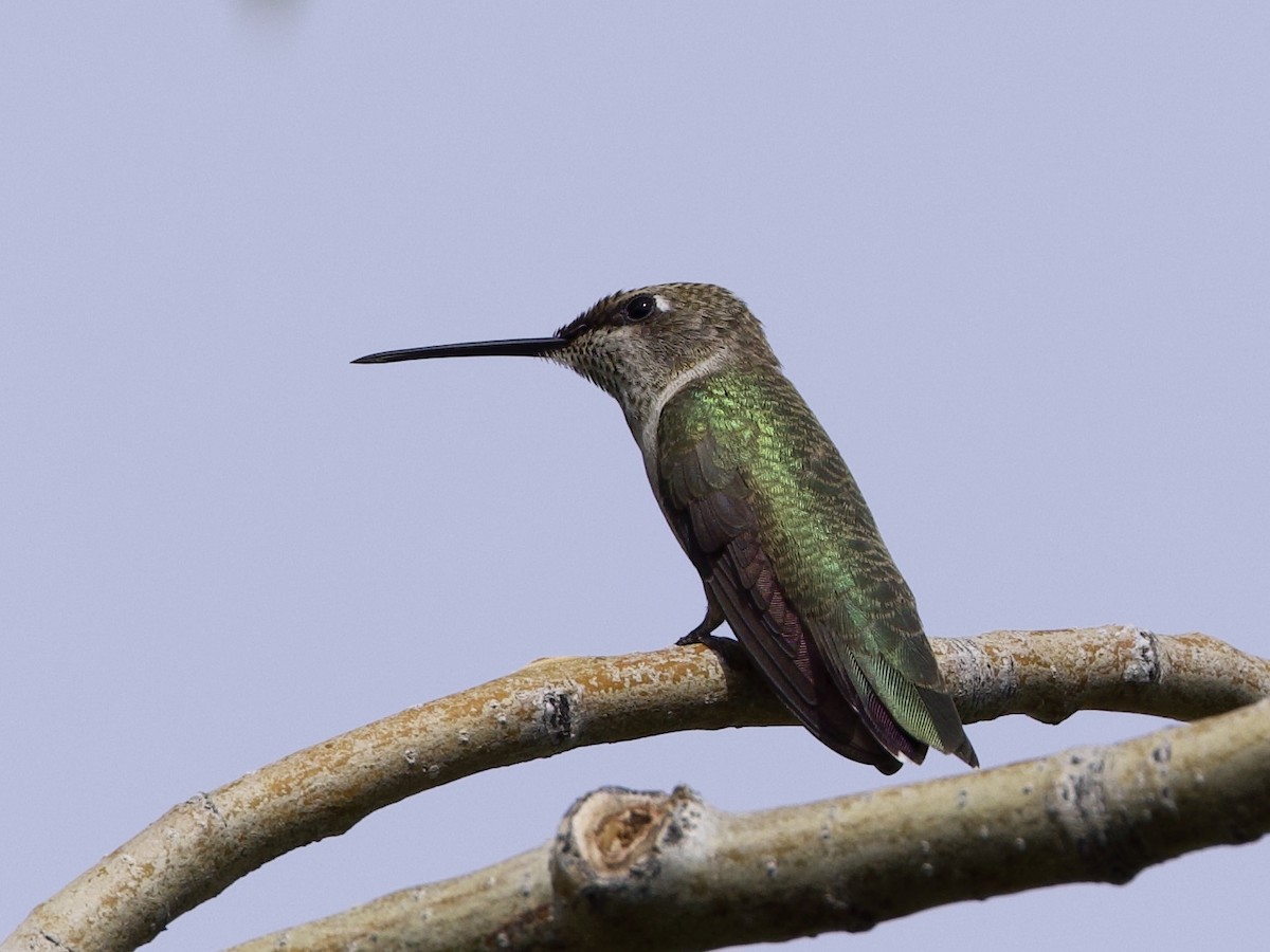 Black-chinned Hummingbird - ML608397624
