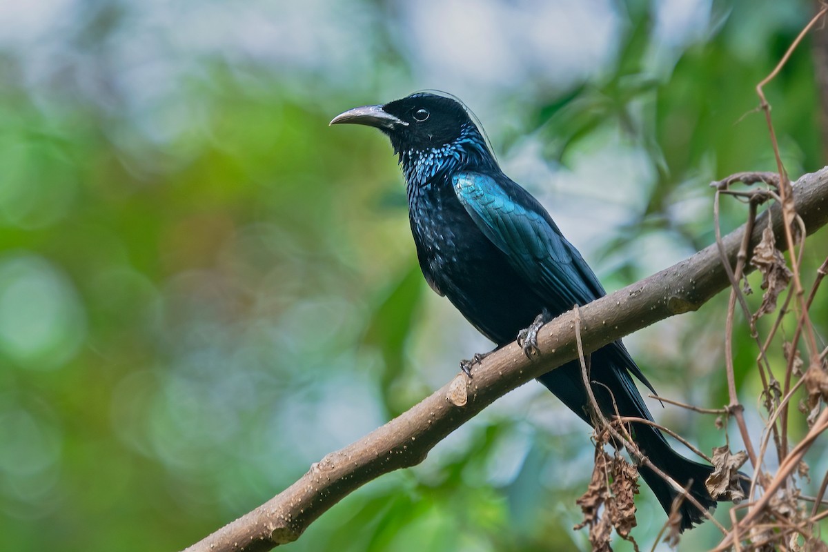 Hair-crested Drongo - ML608397716