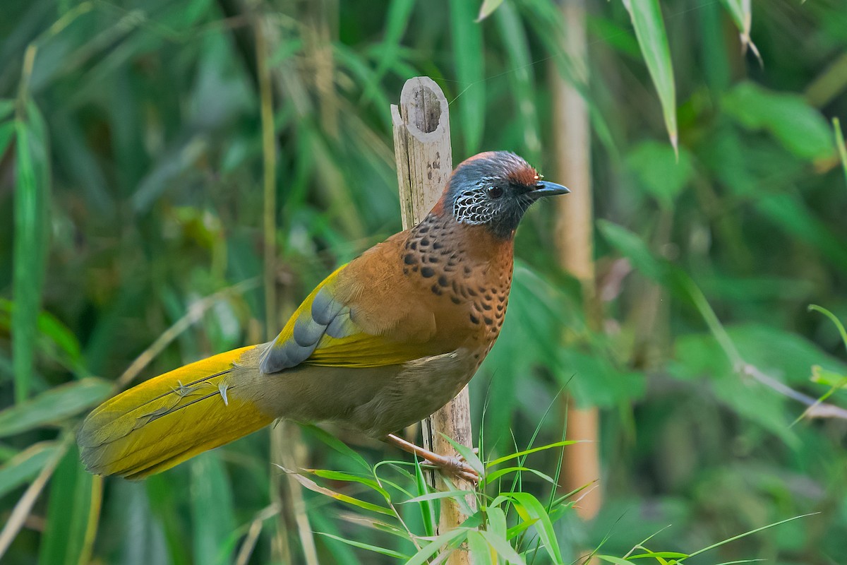 Chestnut-crowned Laughingthrush - ML608397842
