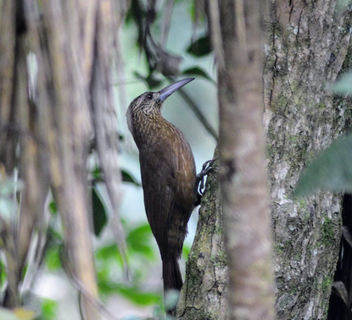 Strong-billed Woodcreeper - ML608398826