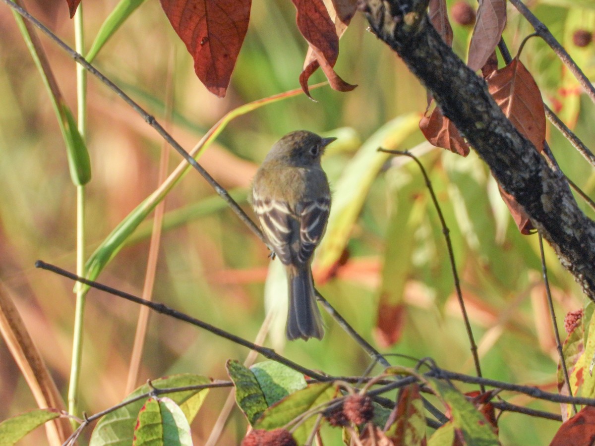 eBird Checklist 2 Sep 2023 Pine Brook Wetlands (Clear Lake) 23 species