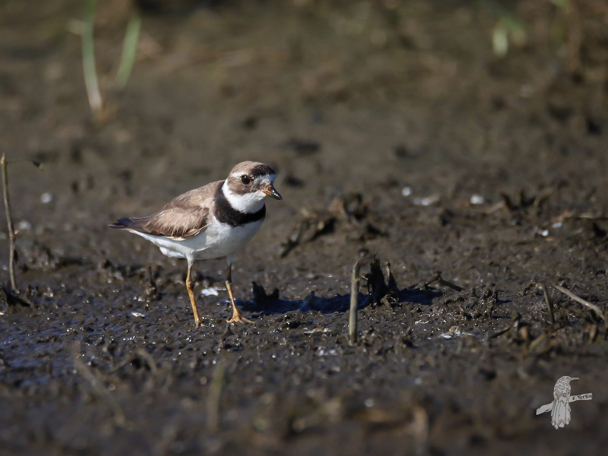 Semipalmated Plover - ML608399038
