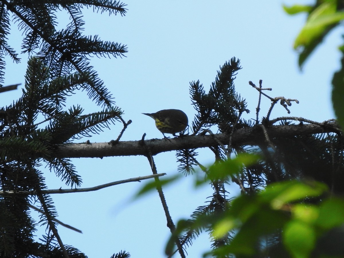 Cape May Warbler - ML608399200