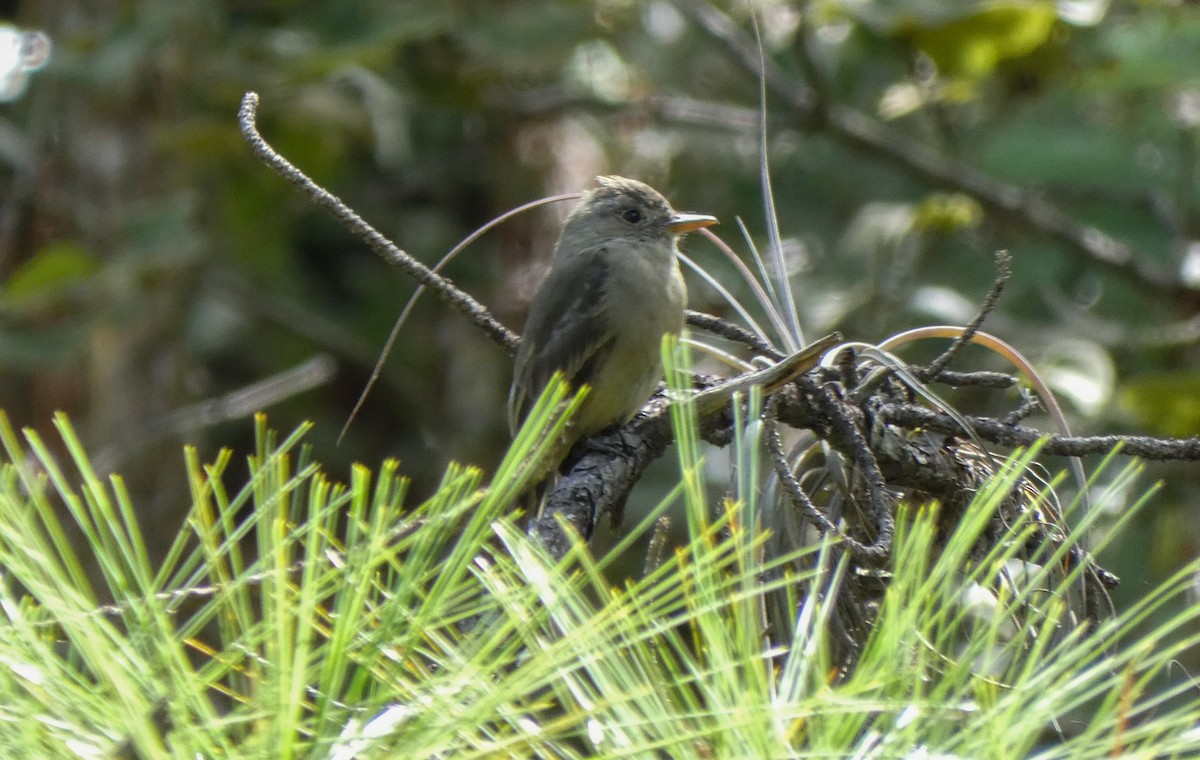 Greater Pewee (Central American) - ML608399580