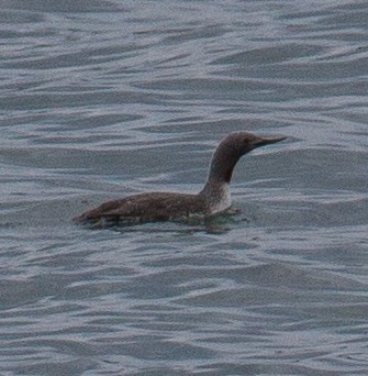 Red-throated Loon - ML608399986