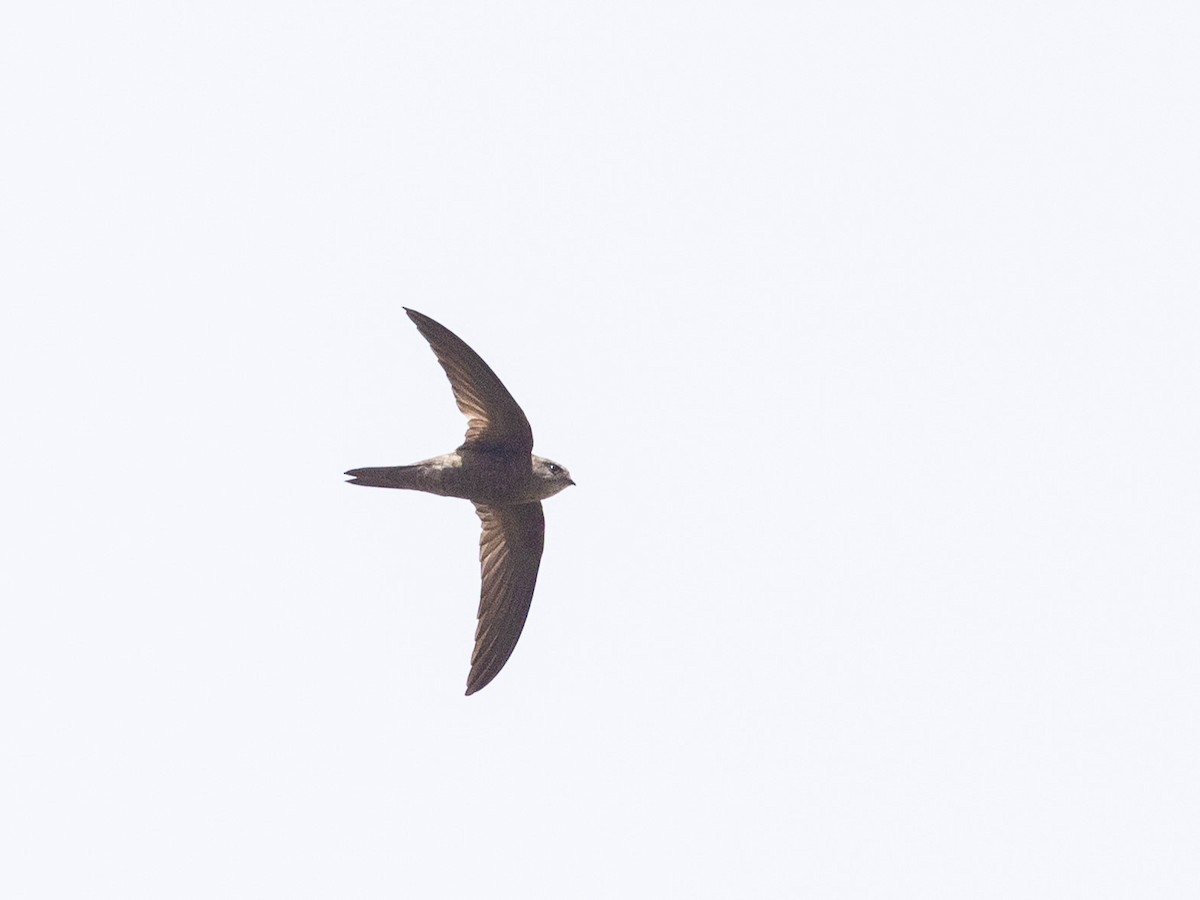 Cape Verde Swift - ML608400193