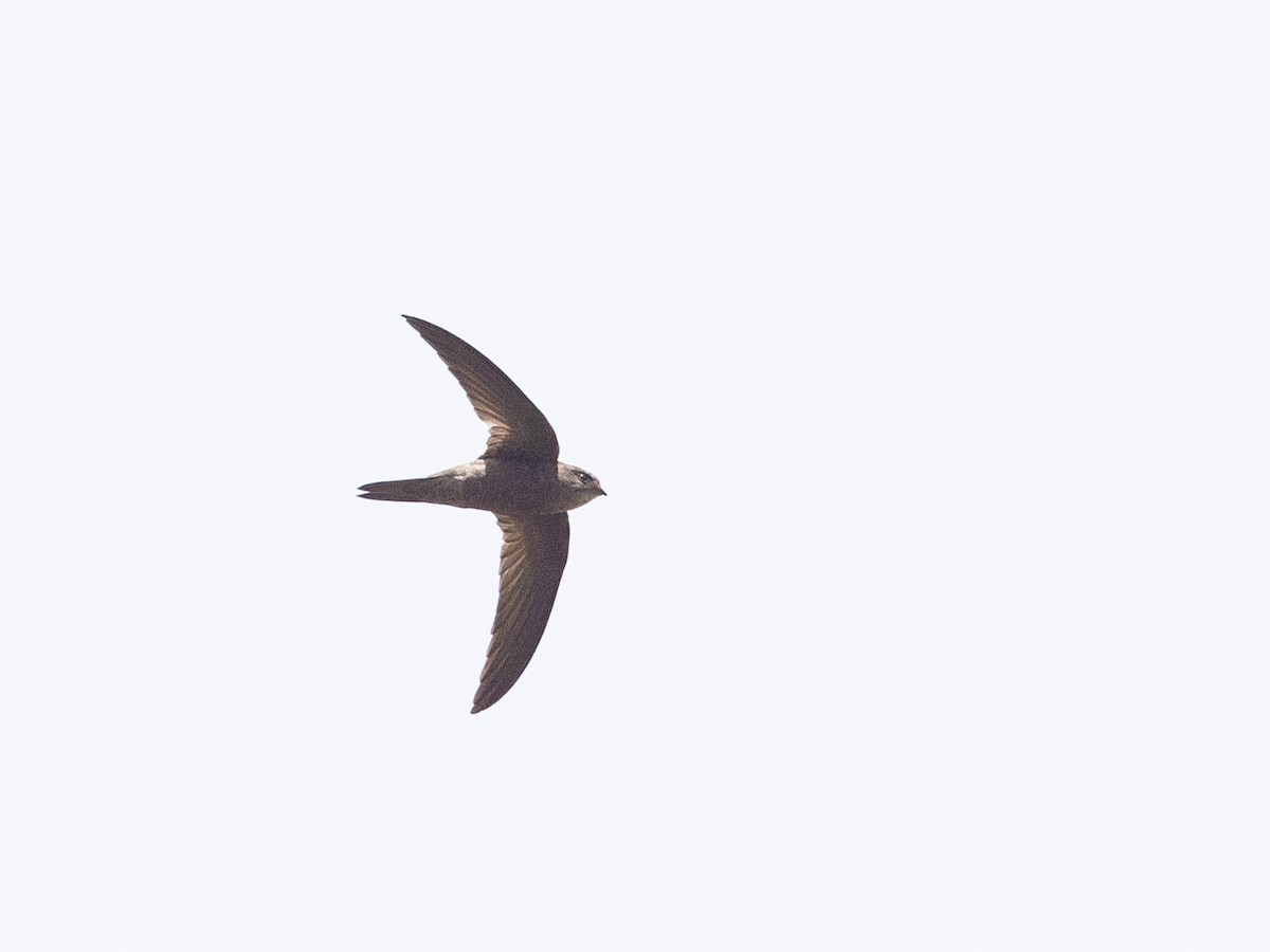 Cape Verde Swift - ML608400194