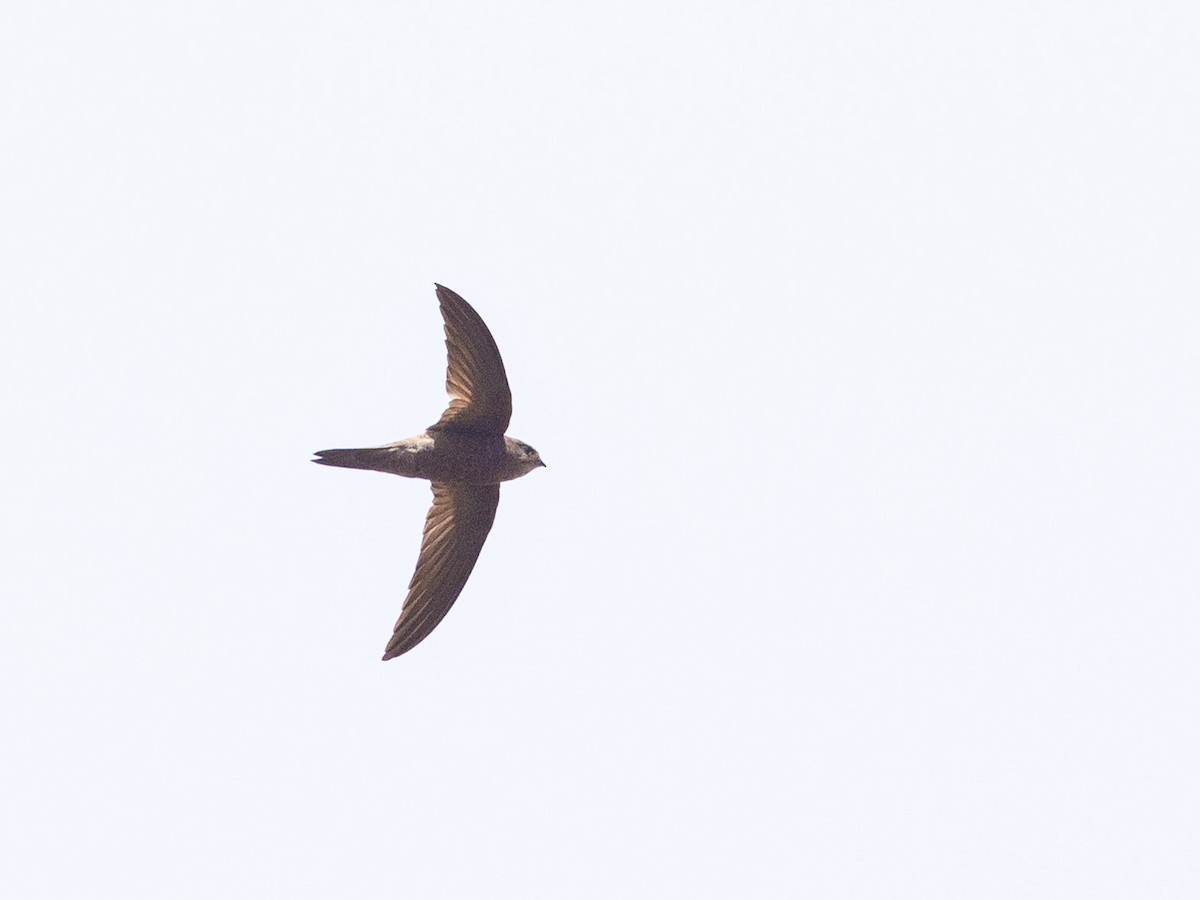 Cape Verde Swift - ML608400195