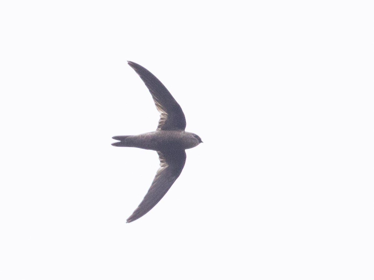 Cape Verde Swift - ML608400200