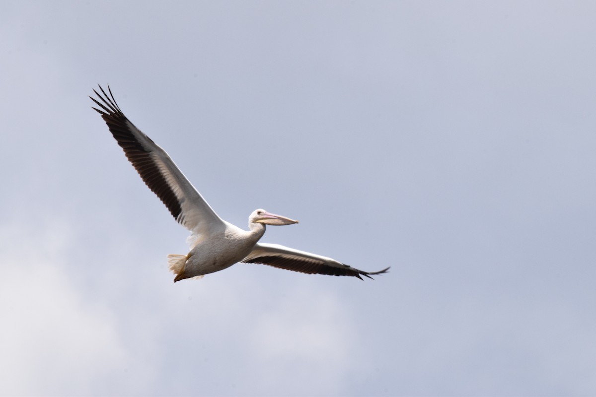 American White Pelican - Jordan Broadhead