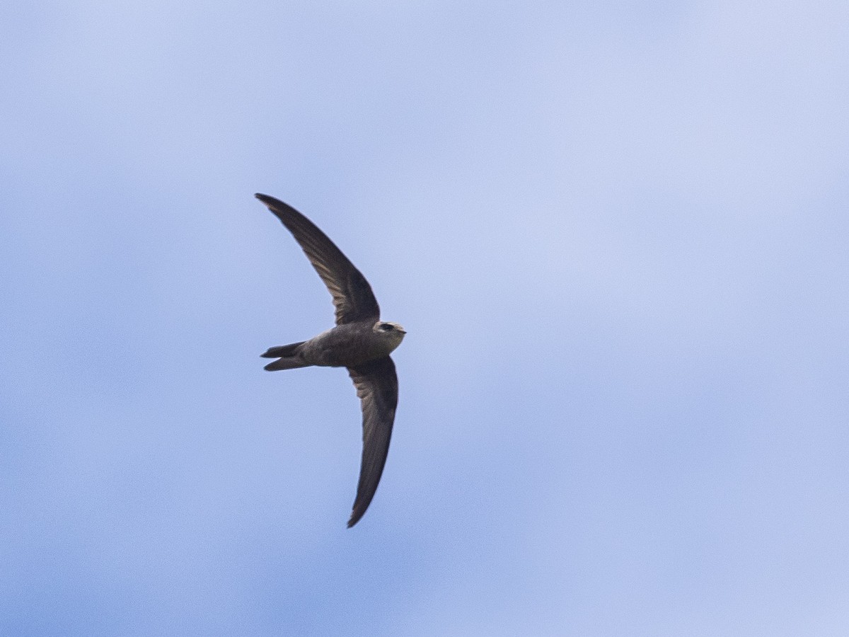 Cape Verde Swift - ML608400536