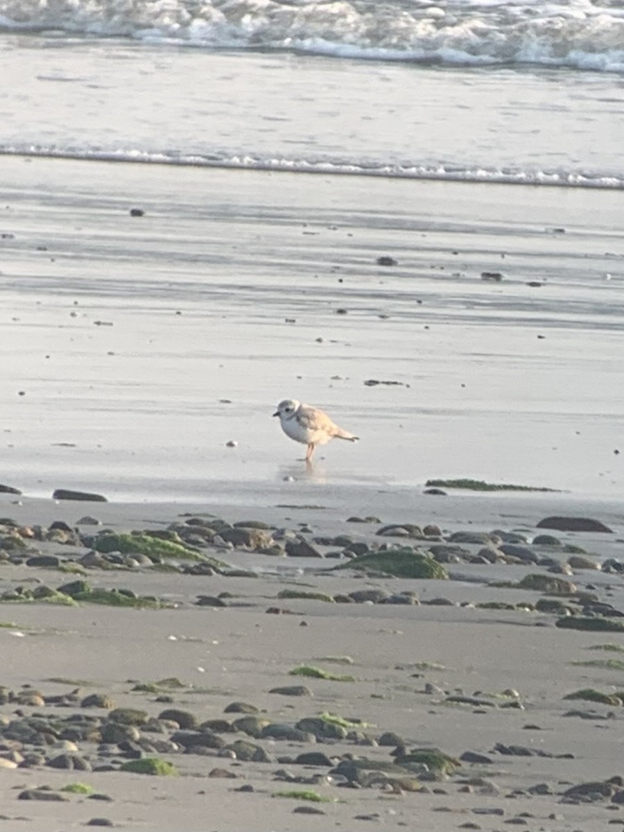 Piping Plover - ML608400602