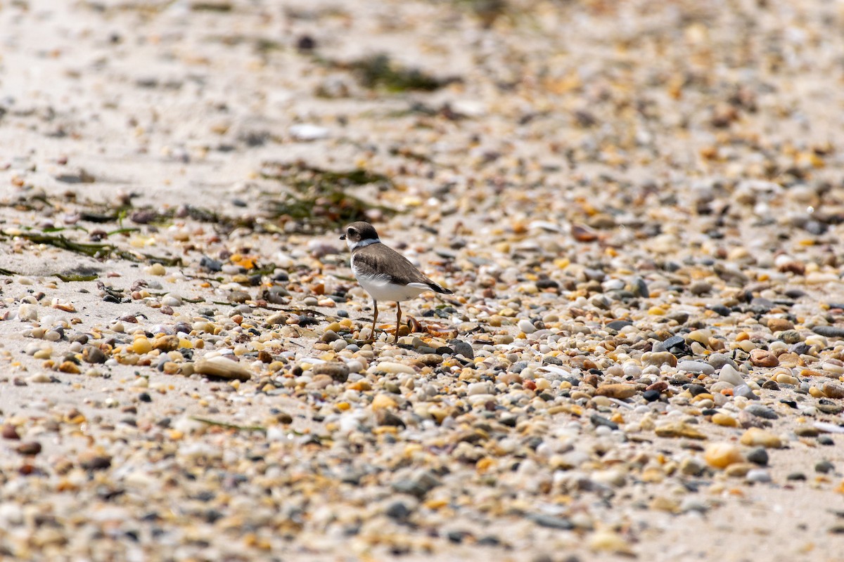 Semipalmated Plover - ML608401206