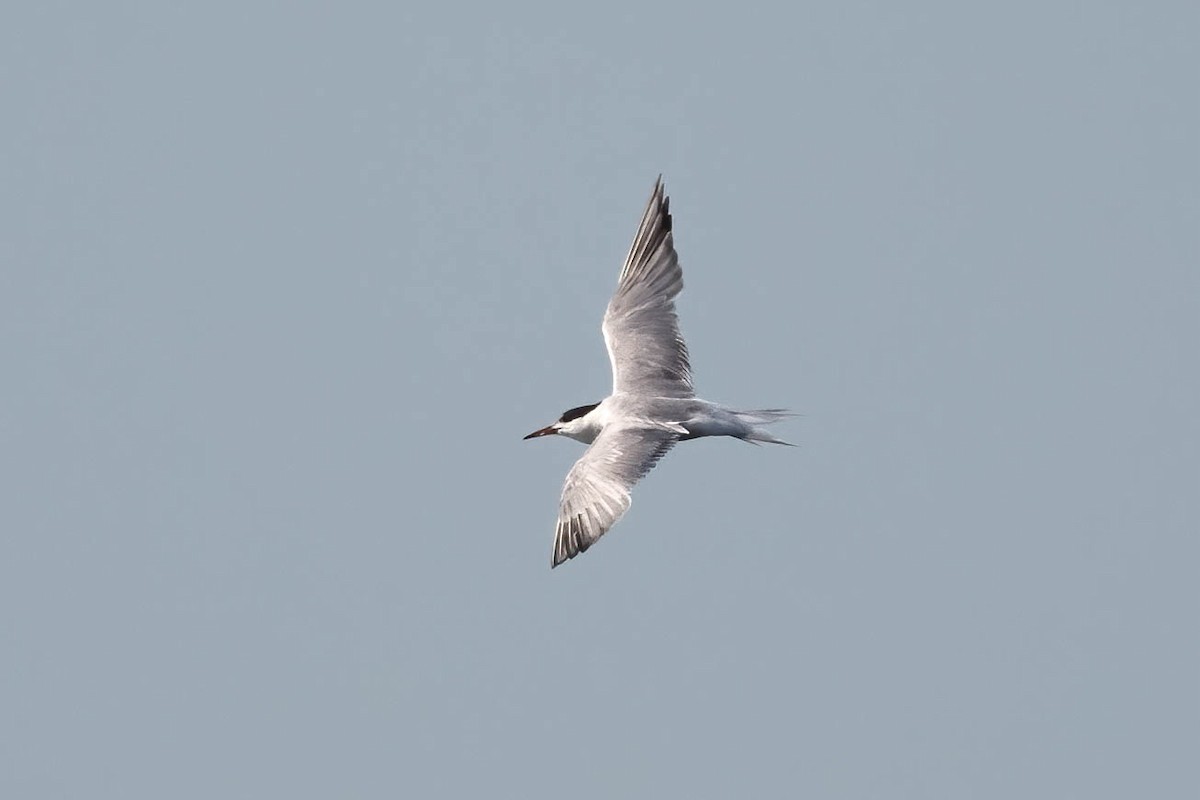 Common Tern - ML608401236
