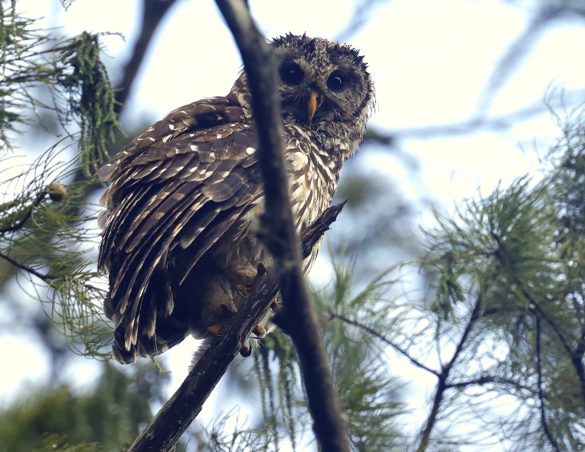 Barred Owl - ML608401562