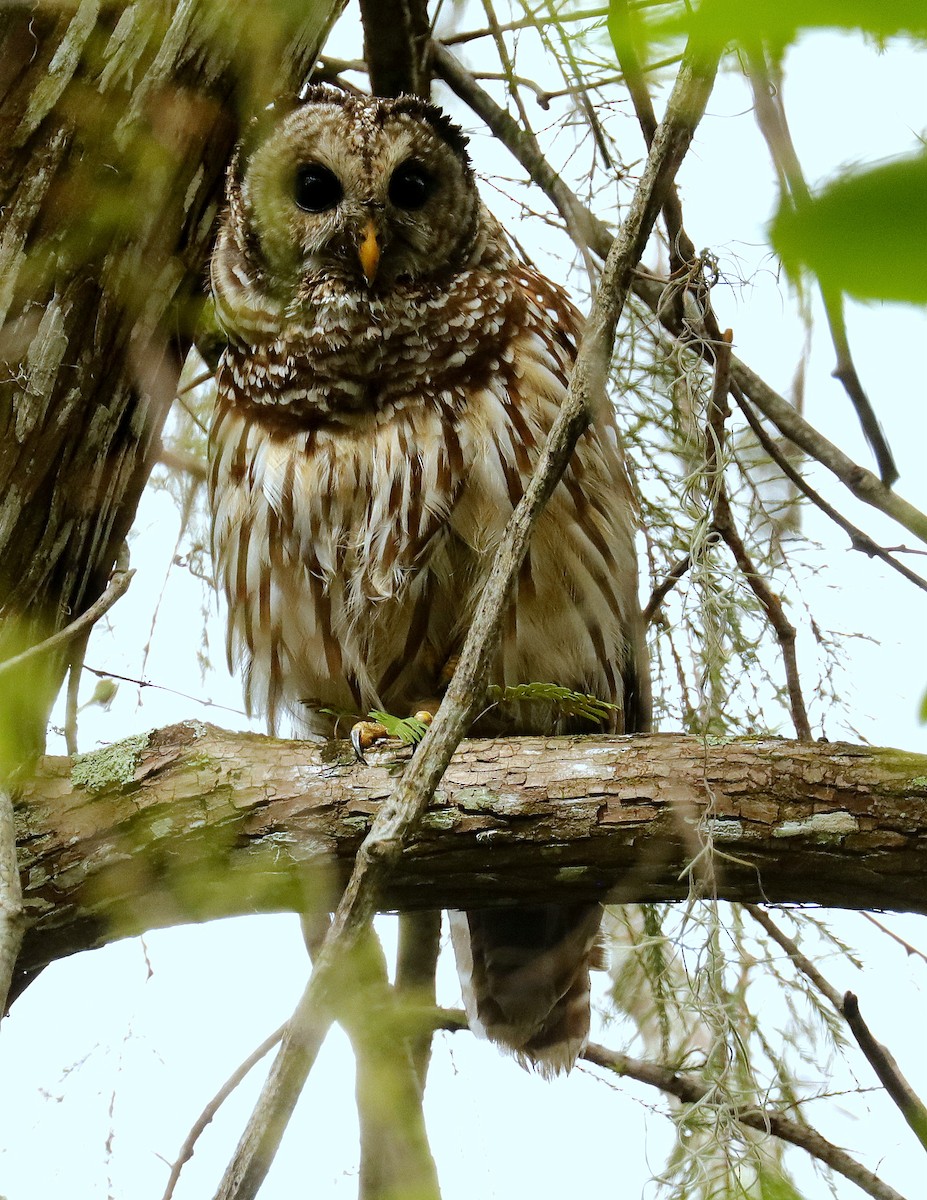 Barred Owl - ML608401583