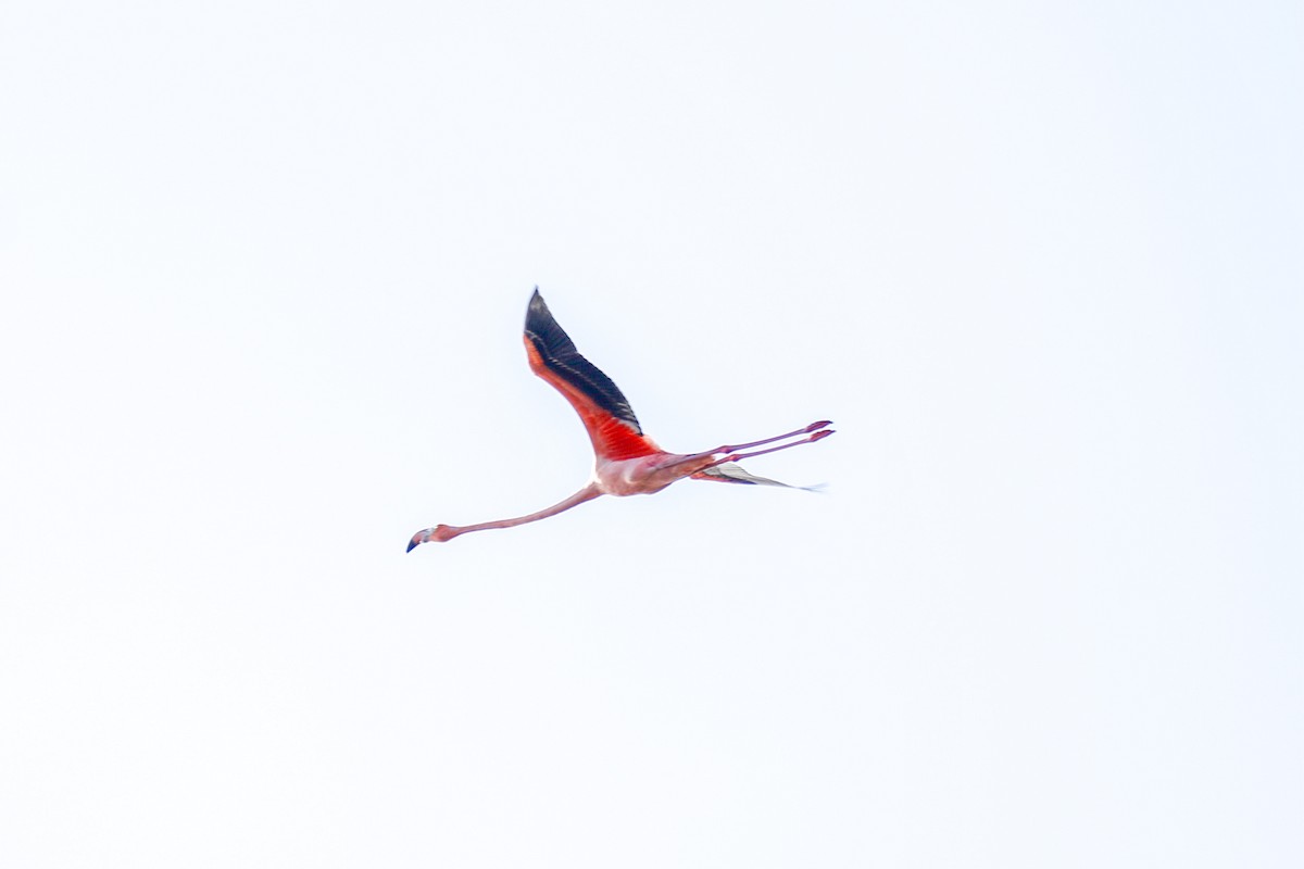 Красный фламинго - ML608401635
