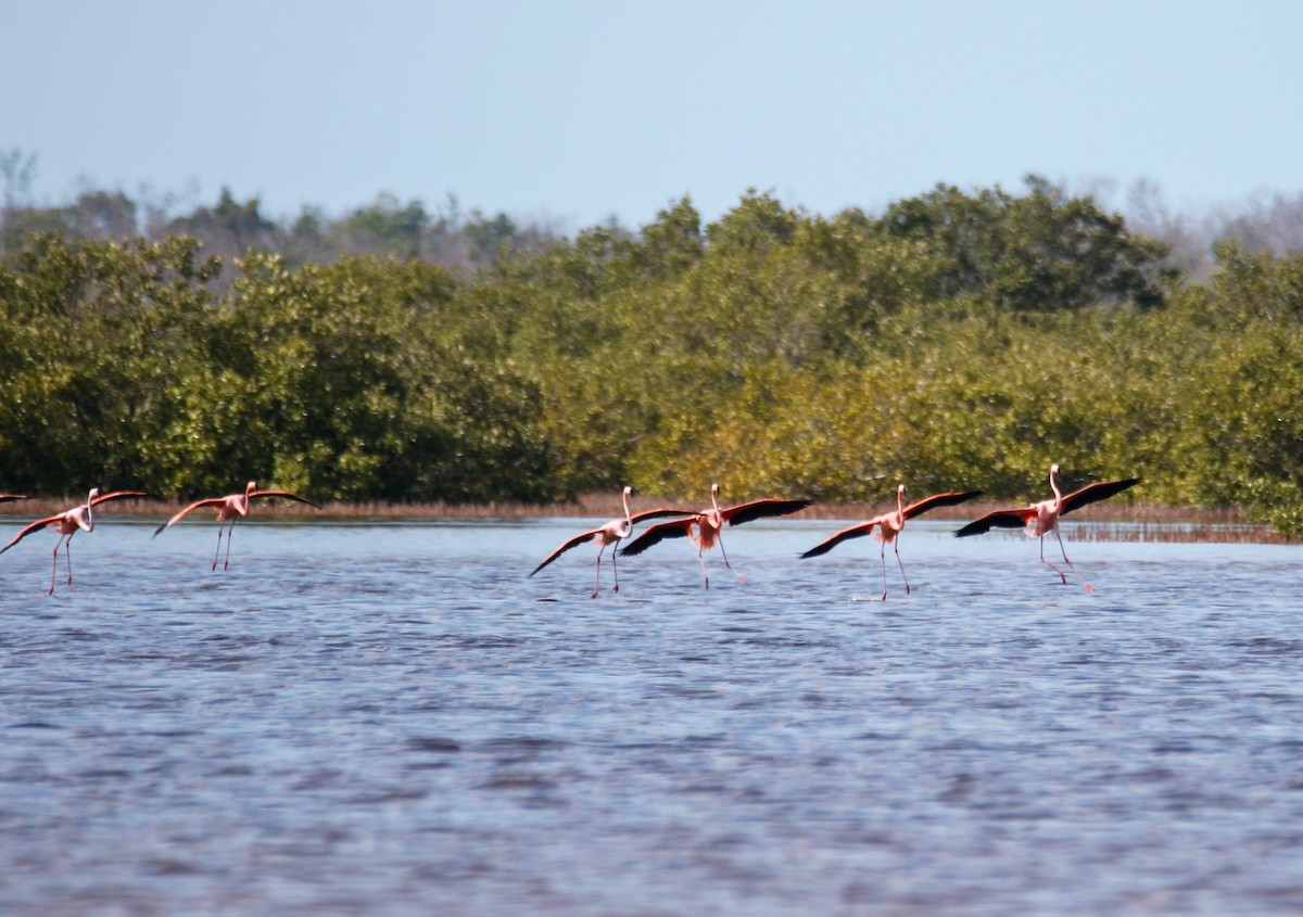 Amerika Flamingosu - ML608401636