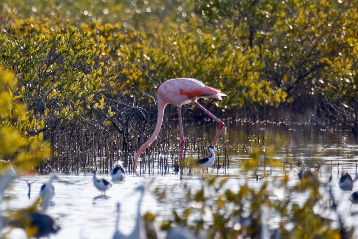 Amerika Flamingosu - ML608401637