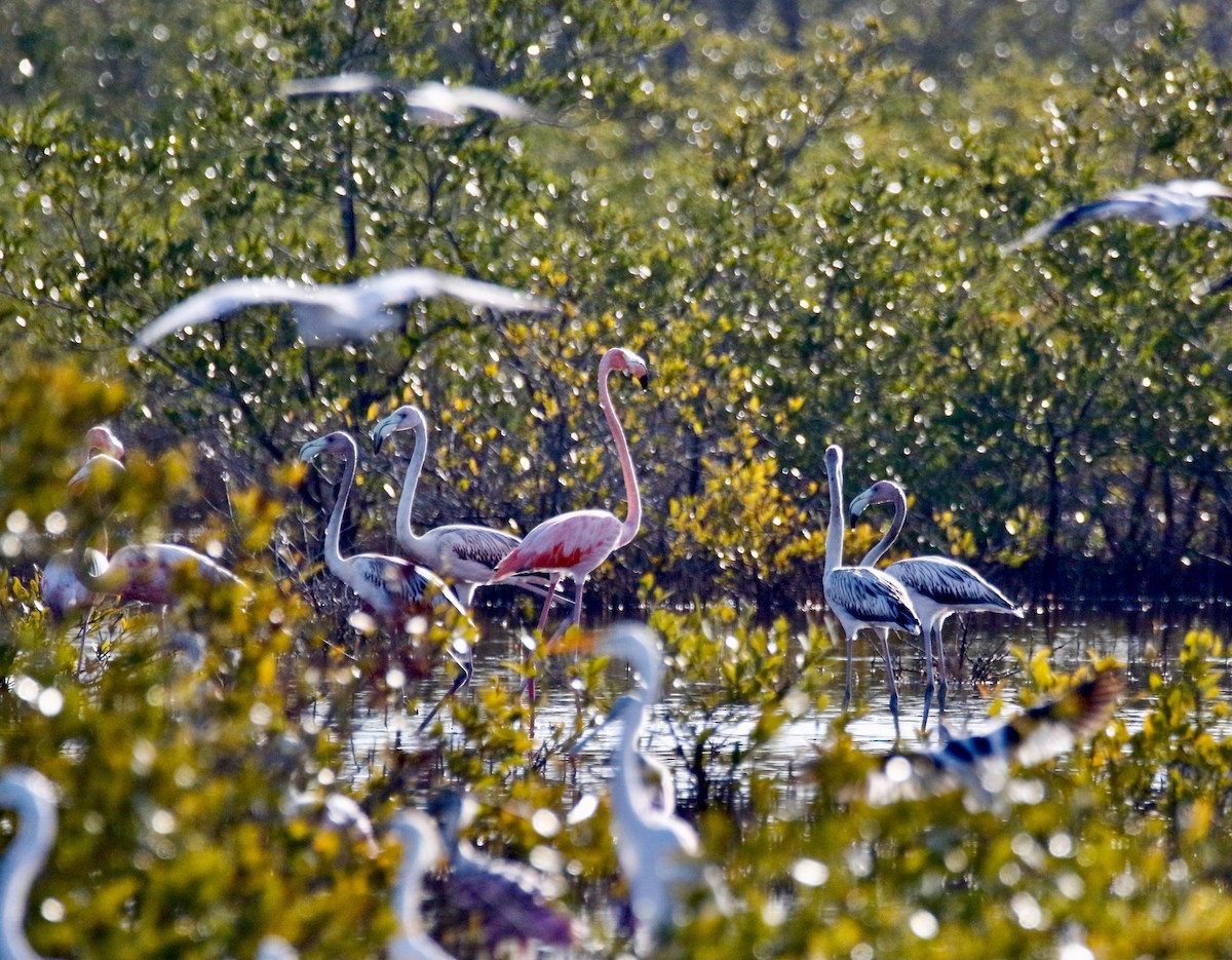 Amerika Flamingosu - ML608401644