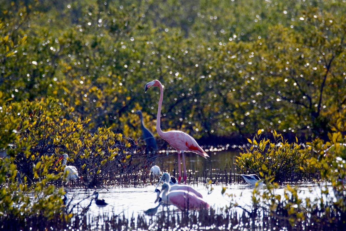 Amerika Flamingosu - ML608401647