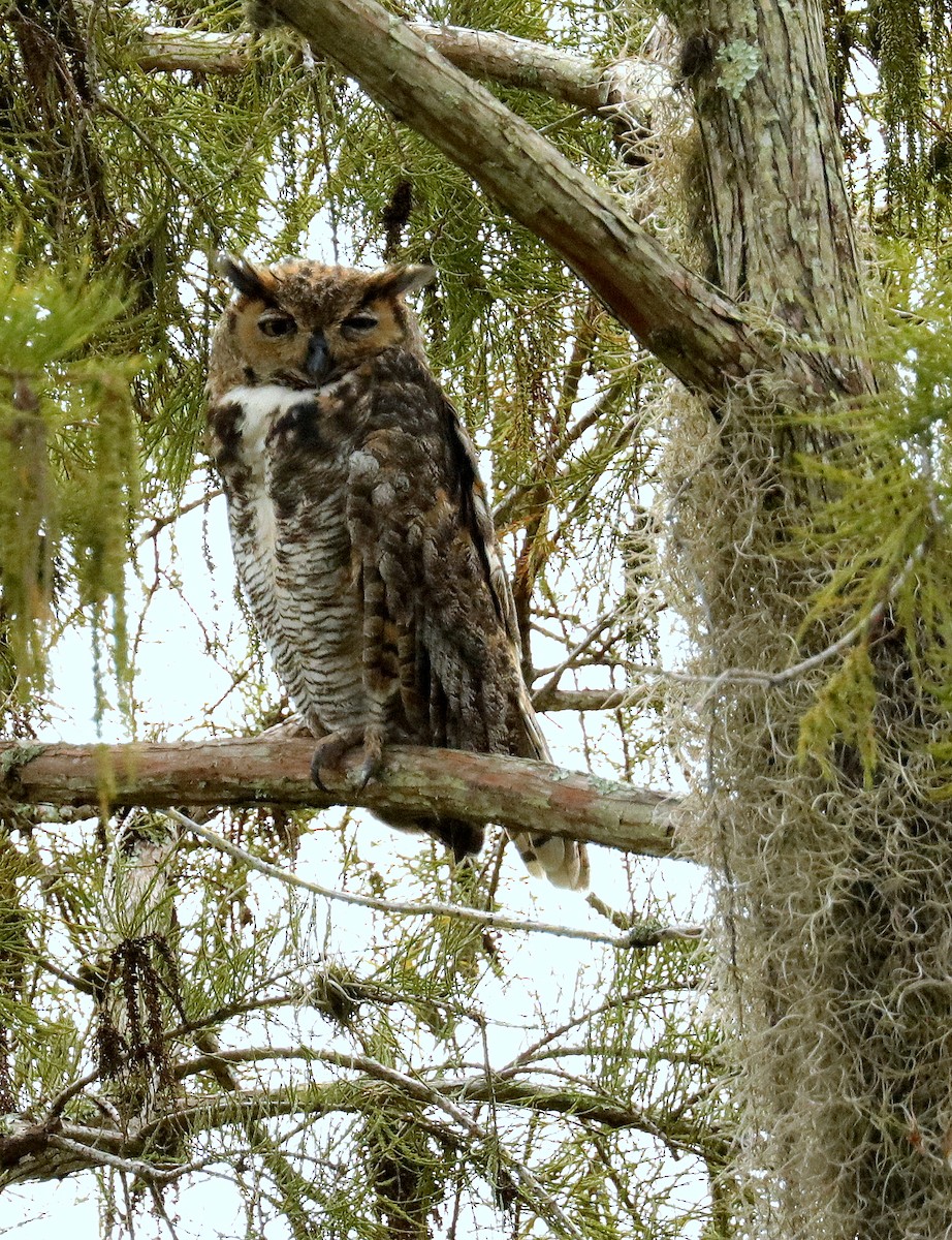 Great Horned Owl - ML608401664