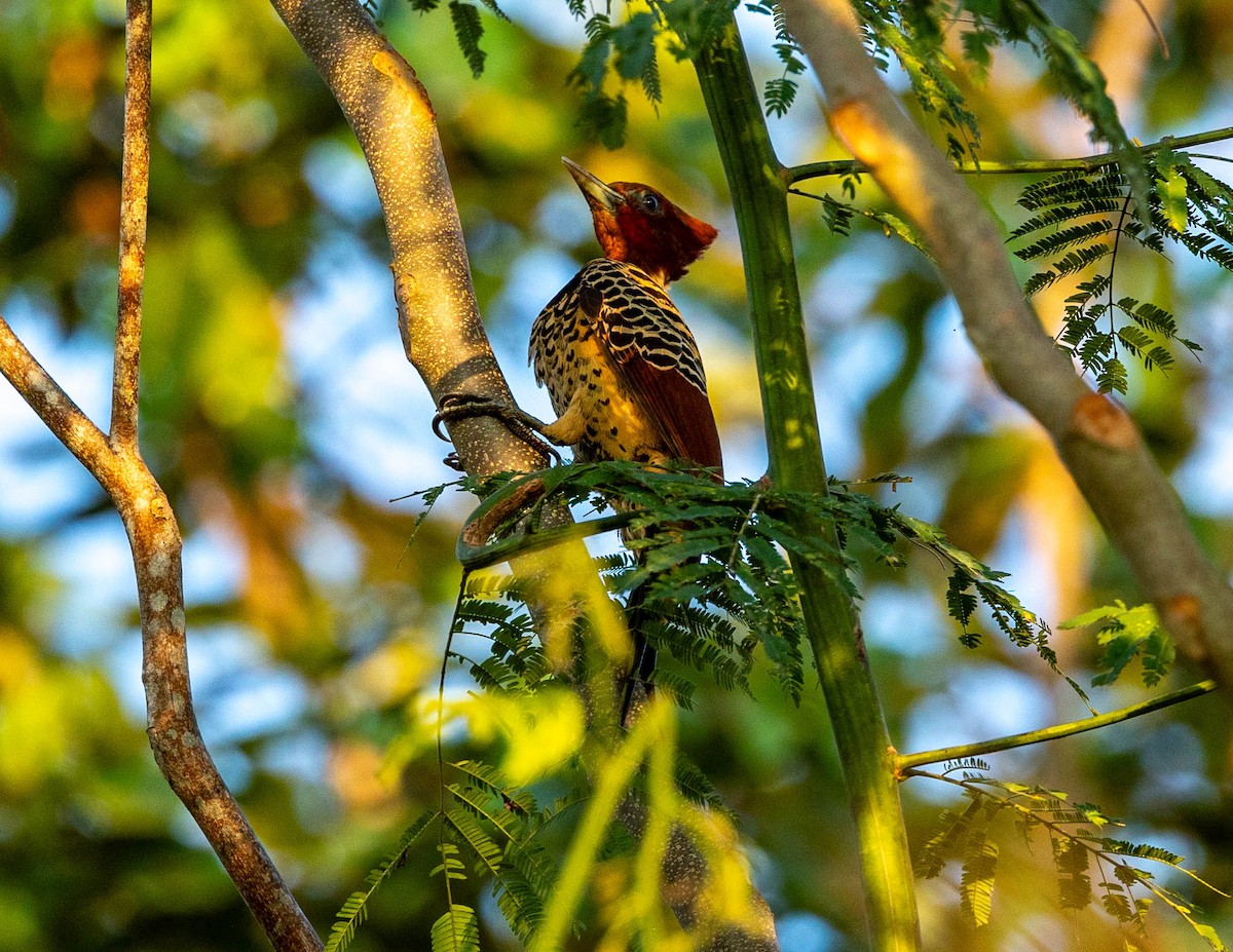 Rufous-headed Woodpecker - ML608401767