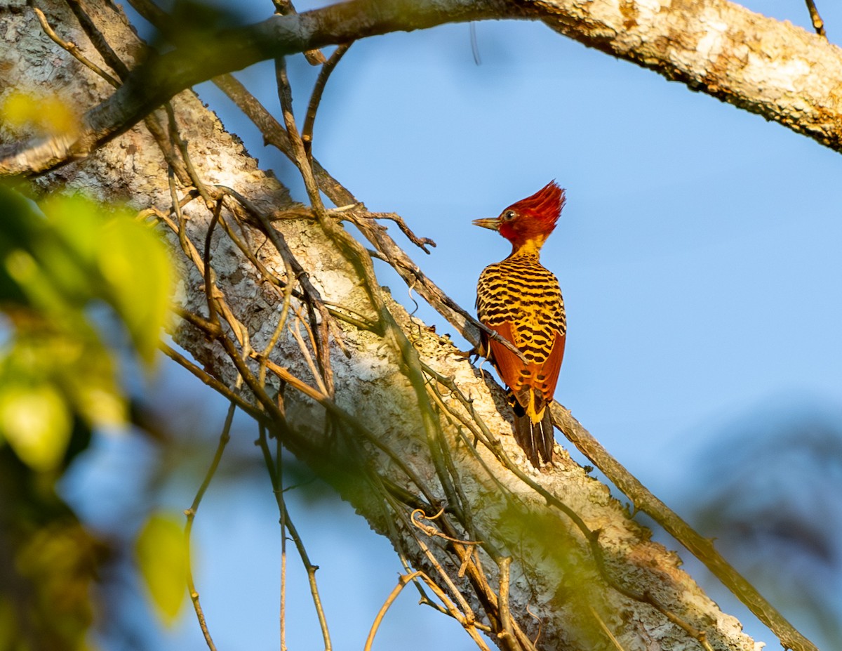 Rufous-headed Woodpecker - ML608401768
