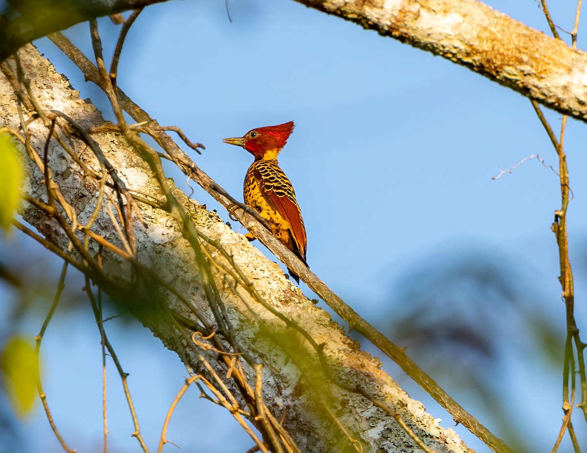 Rufous-headed Woodpecker - ML608401769