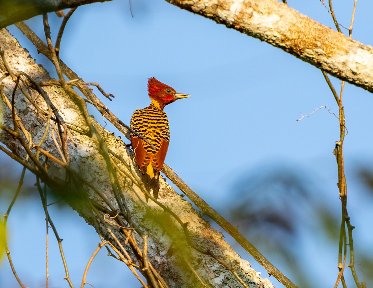 Rufous-headed Woodpecker - Clarisse Odebrecht