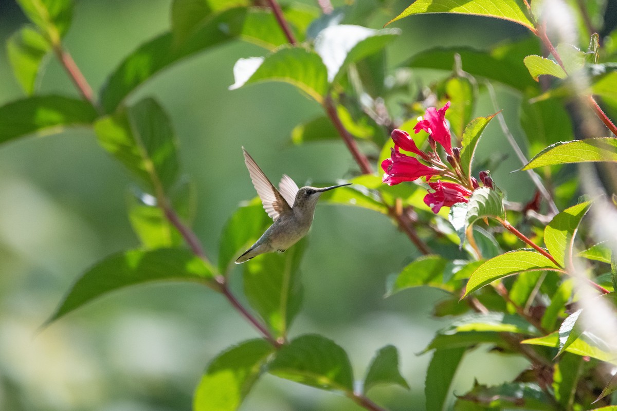 Ruby-throated Hummingbird - ML608402460