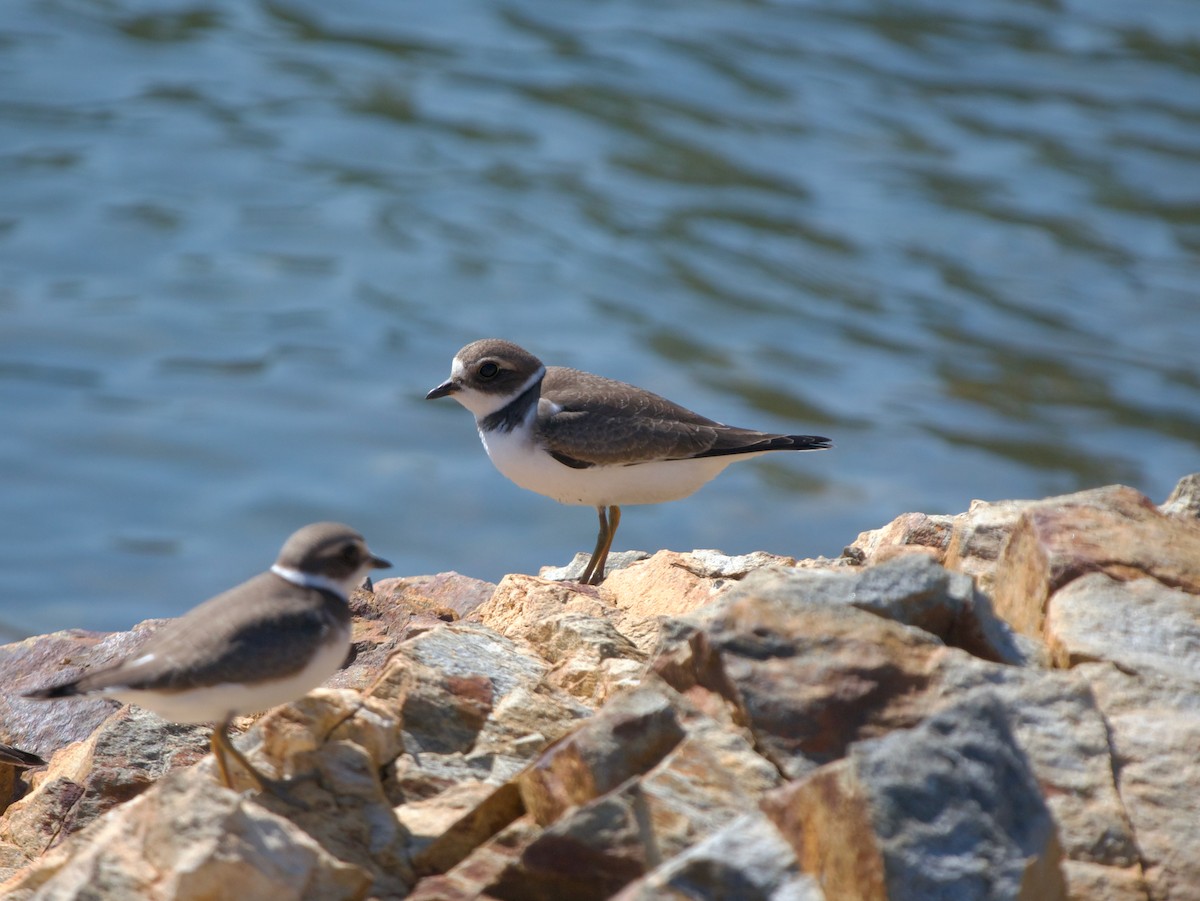 Semipalmated Plover - ML608402493