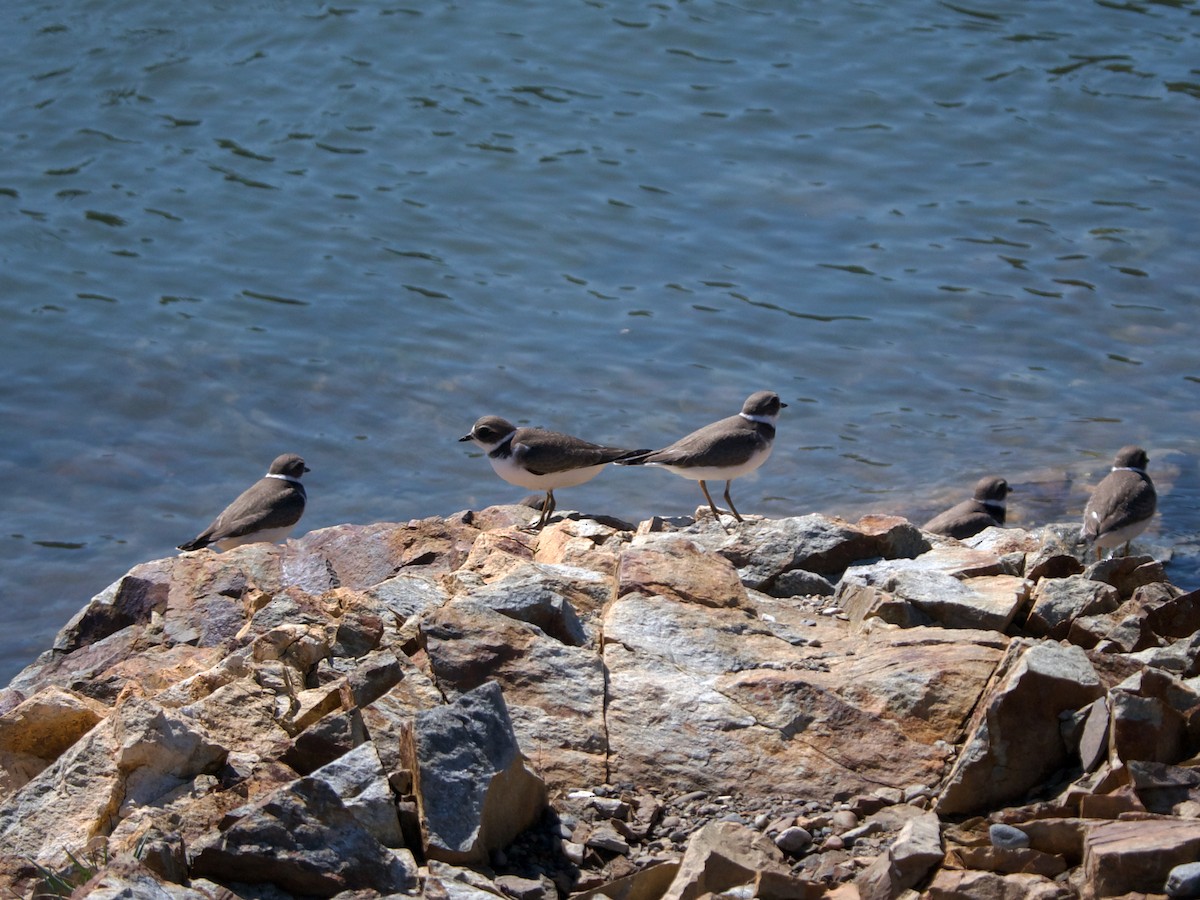 Semipalmated Plover - ML608402494