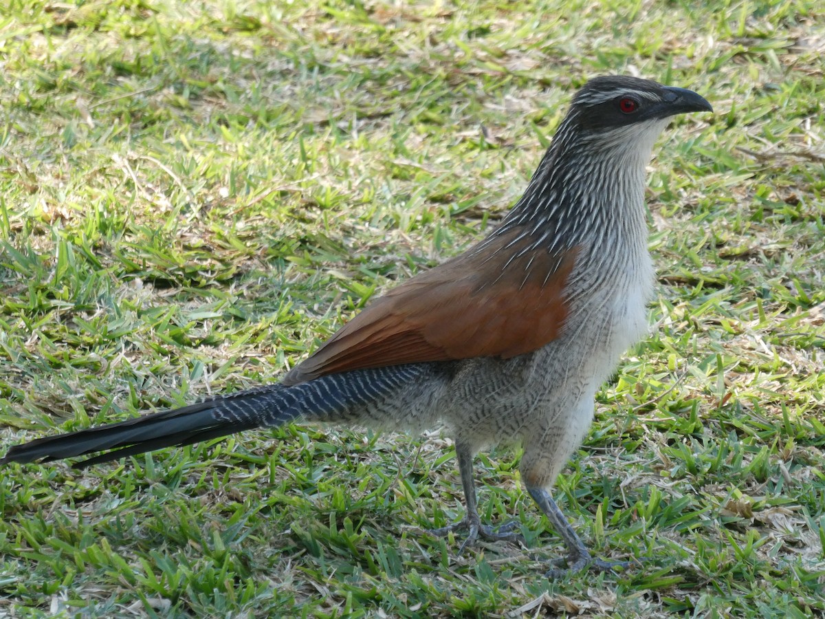 White-browed Coucal - ML608402808