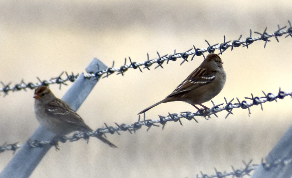 White-crowned Sparrow - ML608402888