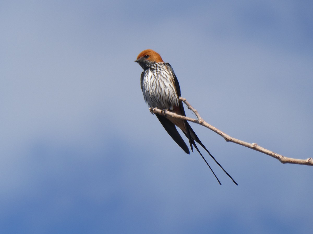 Lesser Striped Swallow - ML608403316