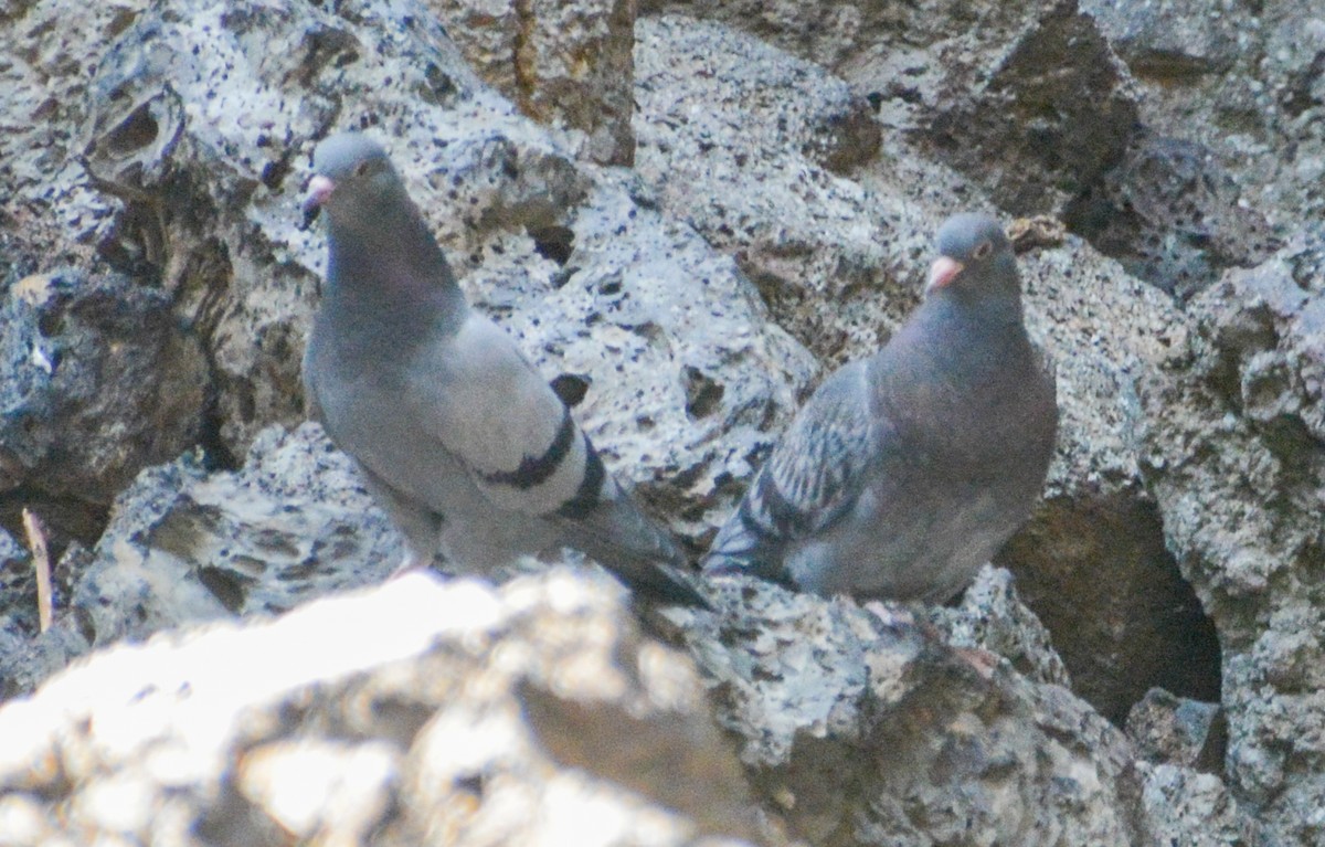 Rock Pigeon (Feral Pigeon) - ML608403405