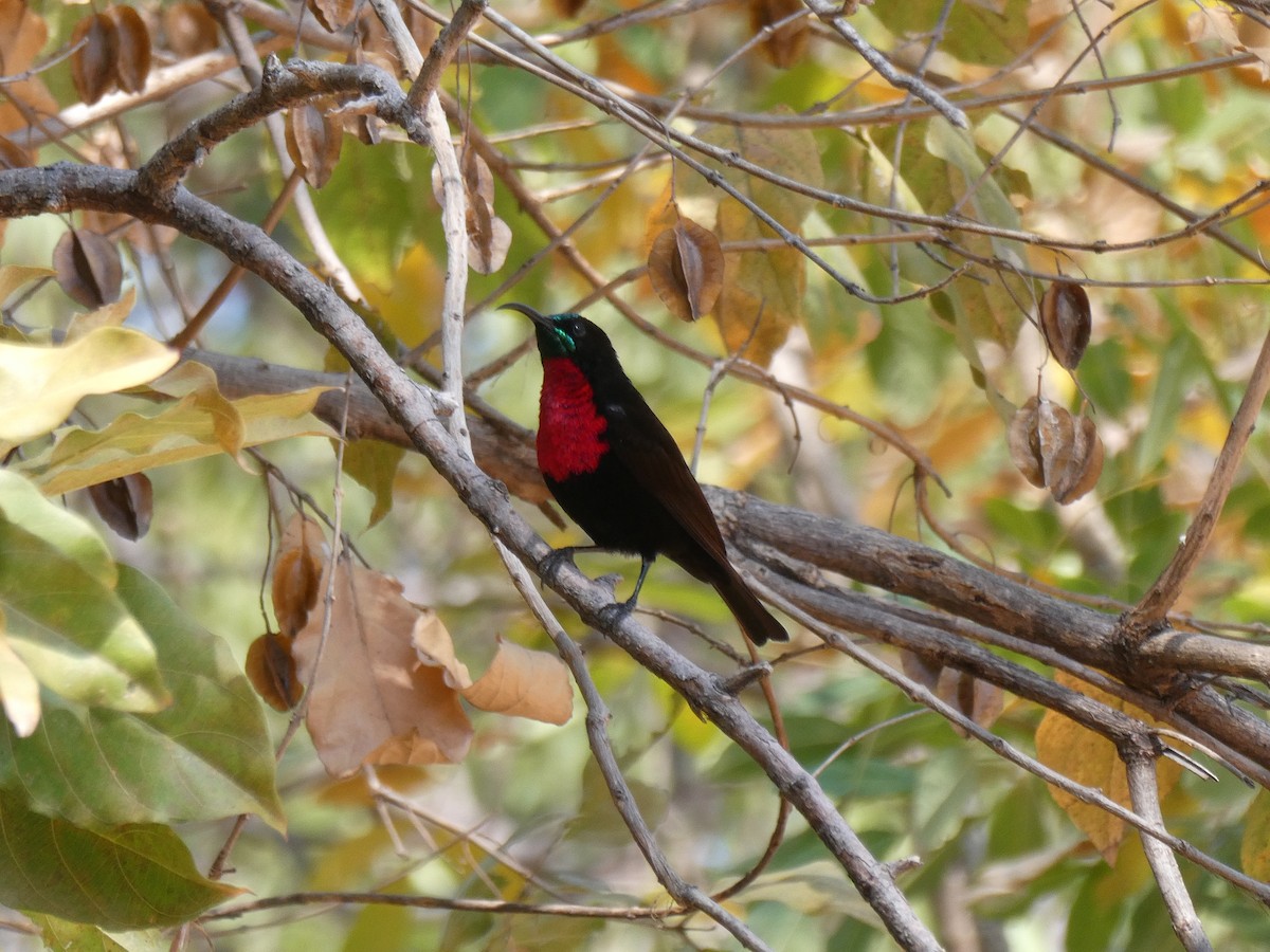 Scarlet-chested Sunbird - ML608403542