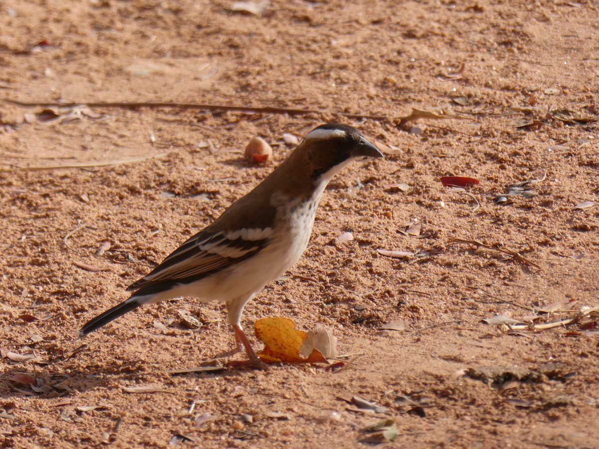 White-browed Sparrow-Weaver - ML608403557