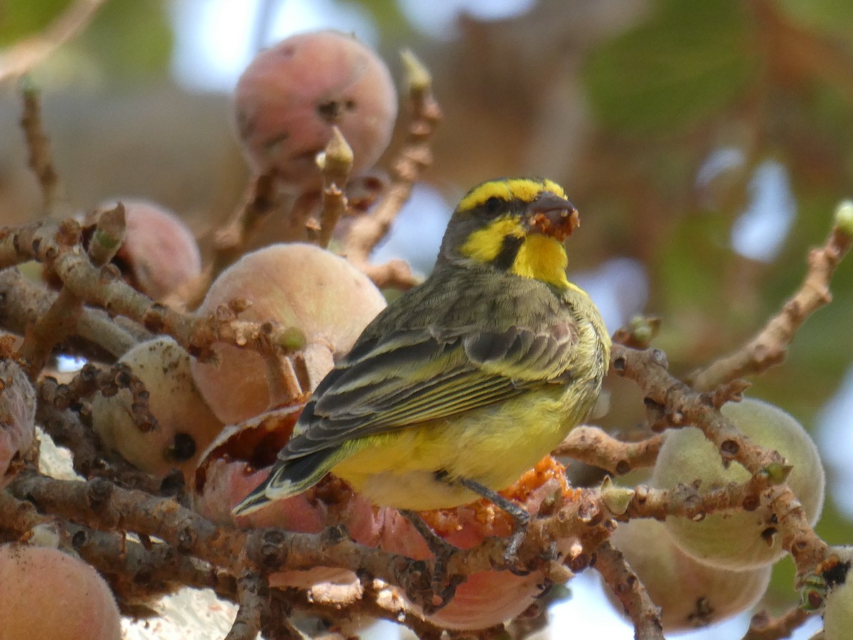 Yellow-fronted Canary - ML608403636