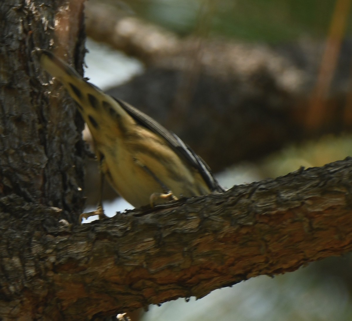 Black-and-white Warbler - ML608403753