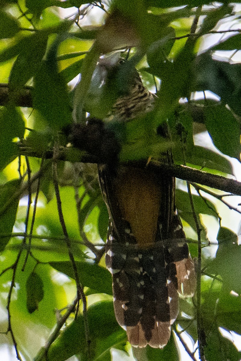 Dusky Long-tailed Cuckoo - ML608403900