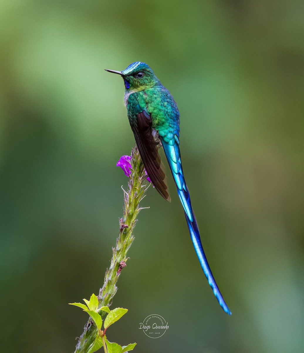 Long-tailed Sylph - ML608404012